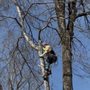 Prime Cut Tree Services