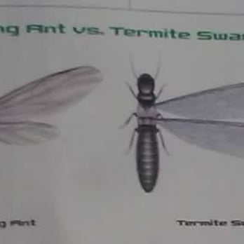 House Mouse - Pest Control Near Me - Little Falls, New York
