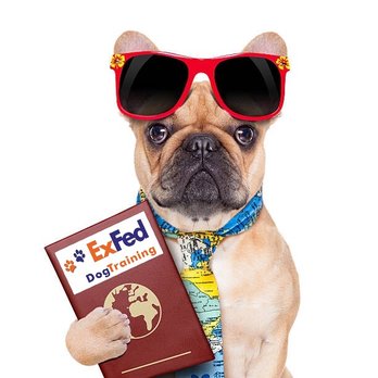 ExFed Dog Training - Cape Cod's highest rated dog trainer! - Pet Boarding Near Me ExFed Dog Training - Cape Cod's highest rated dog trainer! - Pet Boarding Near Me