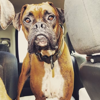 Magnolia Test Only Station - My dog in my truck - Smog Check Stations Near Me - Santee, California Magnolia Test Only Station - My dog in my truck - Smog Check Stations Near Me - Santee, California