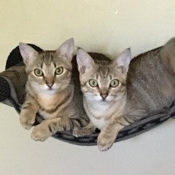Pura Vida Pet Care - My cats hanging out in their hammock - Pet Sitting Near Me Pura Vida Pet Care - My cats hanging out in their hammock - Pet Sitting Near Me