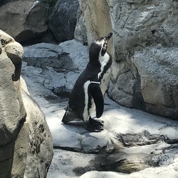 Zoológico de Chapultepec - Zoos Near Me - México, D.F., DIF Zoológico de Chapultepec - Zoos Near Me - México, D.F., DIF