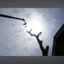 Shackleford Tree Service
