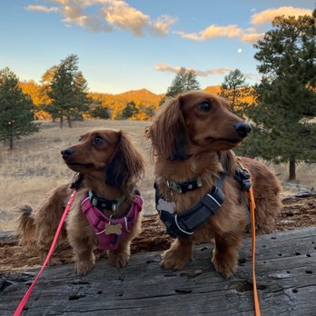 Behavior Vets - Exploring the trails! - Pet Training Near Me - Castle Rock, Colorado