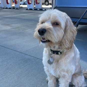 Showtime Pet Grooming - Pet Groomers Near Me - San Jose, California Showtime Pet Grooming - Pet Groomers Near Me - San Jose, California