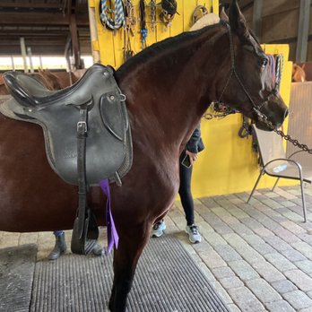 Criadero JS - We love horses - Horseback Riding Near Me - Miami, Florida Criadero JS - We love horses - Horseback Riding Near Me - Miami, Florida