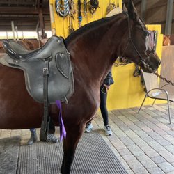 Criadero JS - We love horses