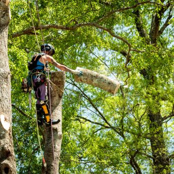 Everything Tree - Tree Services Near Me - Wilmington, North Carolina Everything Tree - Tree Services Near Me - Wilmington, North Carolina