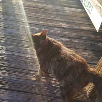 Shady Oak Restaurant - Shady Oaks resident kitty. If you sit outside she'll come say hello - Seafood Near Me - DeLand, Florida Shady Oak Restaurant - Shady Oaks resident kitty. If you sit outside she'll come say hello - Seafood Near Me - DeLand, Florida