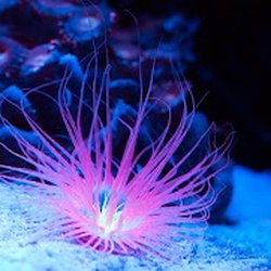 Reef Republica - Neon Tube Anemone