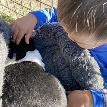 Animal Assisted Happiness - You can hold bunnies and guinea pigs :) - Community Service/Non-Profit Near Me - Sunnyvale, California Animal Assisted Happiness - You can hold bunnies and guinea pigs :) - Community Service/Non-Profit Near Me - Sunnyvale, California