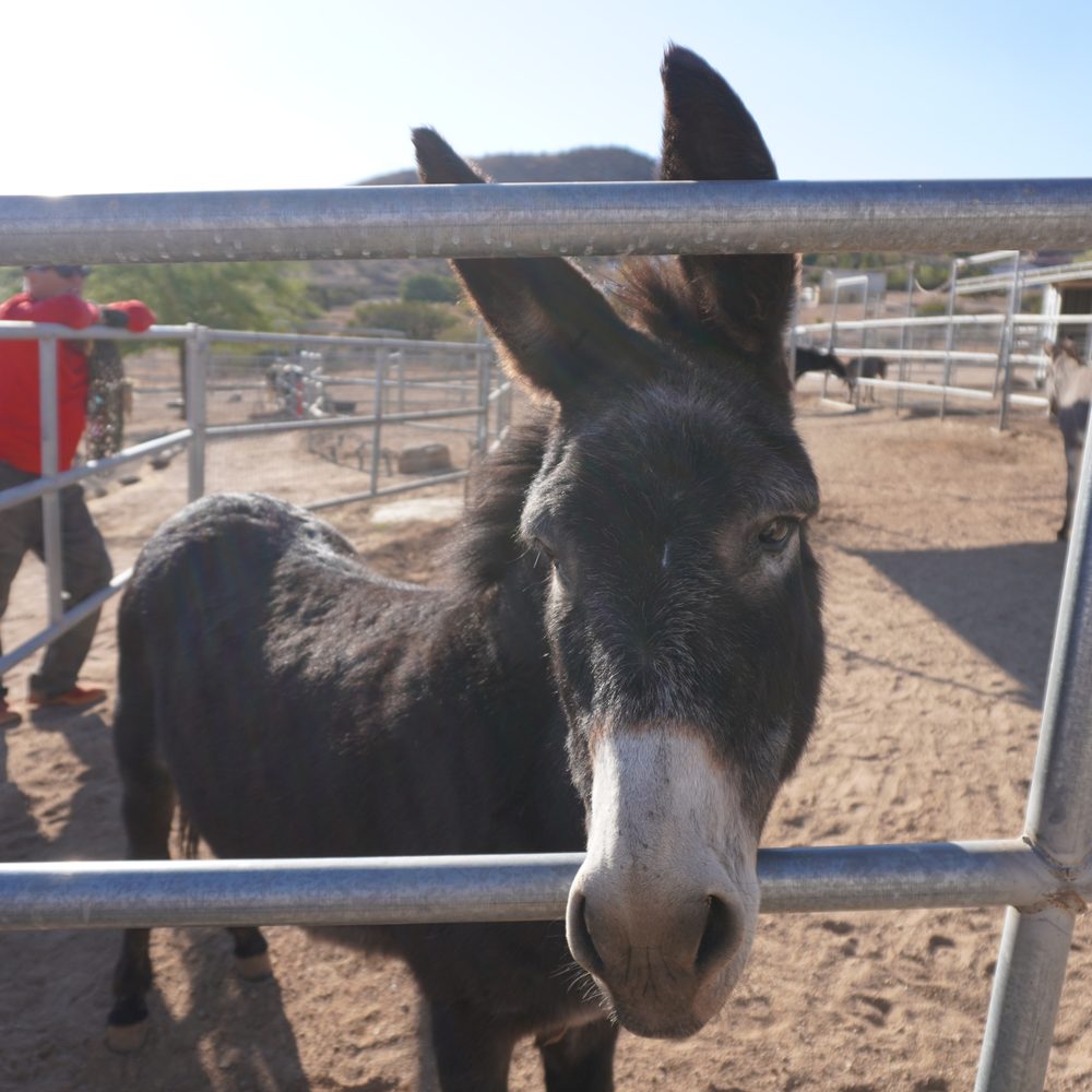 Saving Grace Animal Sanctuary - Animal Shelters Near Me - Acton, California Saving Grace Animal Sanctuary - Animal Shelters Near Me - Acton, California