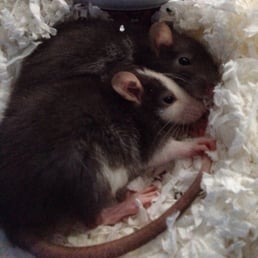 Newest addition, 2 male ratties, a little shy still since they're quite young