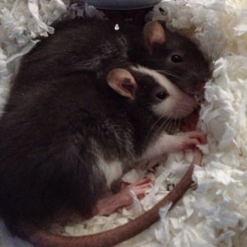 Critters - Newest addition, 2 male ratties, a little shy still since they're quite young - Pet Stores Near Me - South Elgin, Illinois