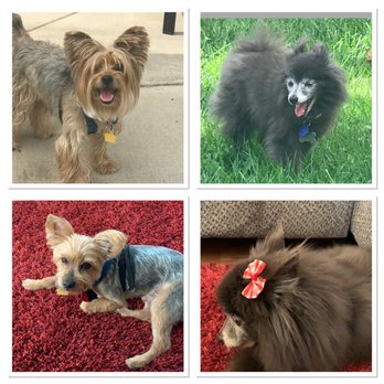 Animal Kingdom - Top: Before going to AK; Bottom: After visit to Animal Kingdom - Pet Groomers Near Me - Colton, California