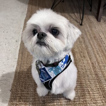 PuppyLux Mobile Spa - Pet Groomers Near Me PuppyLux Mobile Spa - Pet Groomers Near Me