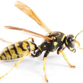 Absolute Critter Removal - Wildlife Control Near Me - Jensen Beach, Florida