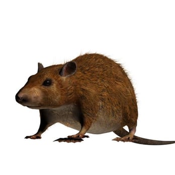 PURCOR Pest Solutions - Pest Control Near Me - Puyallup, Washington PURCOR Pest Solutions - Pest Control Near Me - Puyallup, Washington