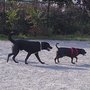 Photo of Upshur Dog Park