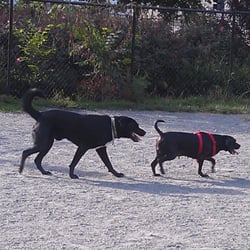 Upshur Dog Park - Mr. Poe & his "girlfriend of the day"...