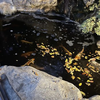 Sunset Marquis - Koi pond - Hotels Near Me - West Hollywood, California
