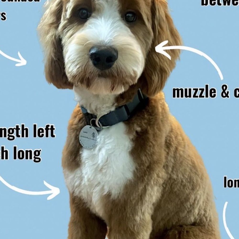 The Barkershop - How my dog was supposed to look - Pet Groomers Near Me - Stafford, Virginia The Barkershop - How my dog was supposed to look - Pet Groomers Near Me - Stafford, Virginia