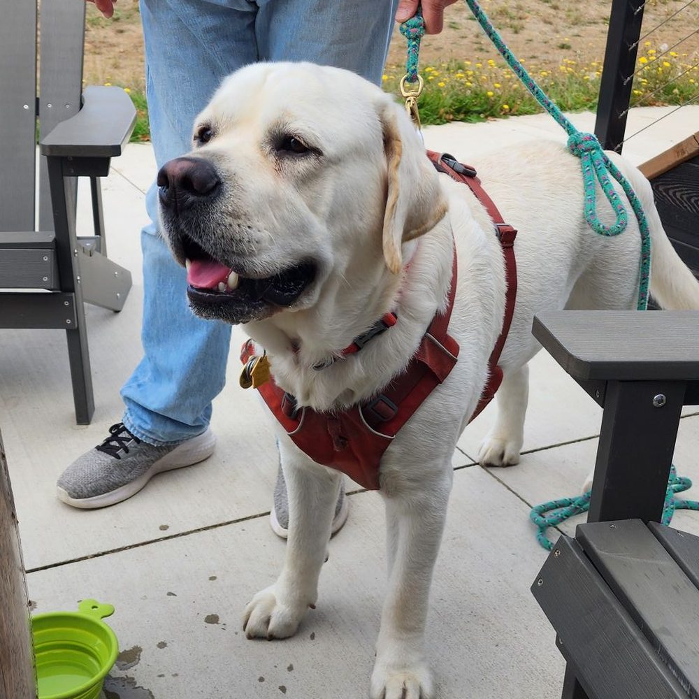 Black Dog Vineyard - Pups welcome! - Wine Tasting Room Near Me - Carlton, Oregon Black Dog Vineyard - Pups welcome! - Wine Tasting Room Near Me - Carlton, Oregon