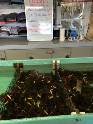 Shaw's Fish & Lobster Wharf by null