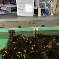 Shaw's Fish & Lobster Wharf - Fresh lobsters