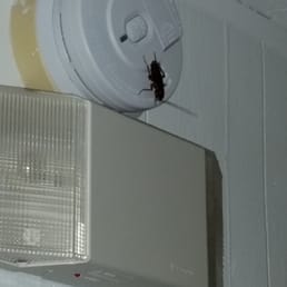 Cockroaches in room. Cockroaches in room.