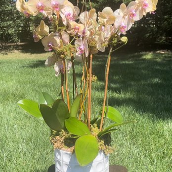 Thistle Blooms - Triple Orchid in Modern Planter - Floral Designers Near Me Thistle Blooms - Triple Orchid in Modern Planter - Floral Designers Near Me