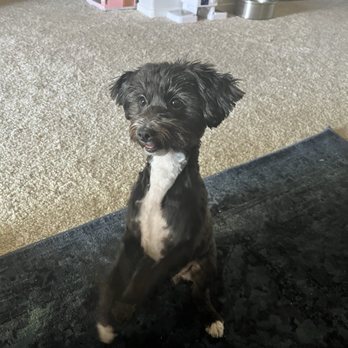 Doggie Do - Pet Groomers Near Me - Las Vegas, Nevada Doggie Do - Pet Groomers Near Me - Las Vegas, Nevada
