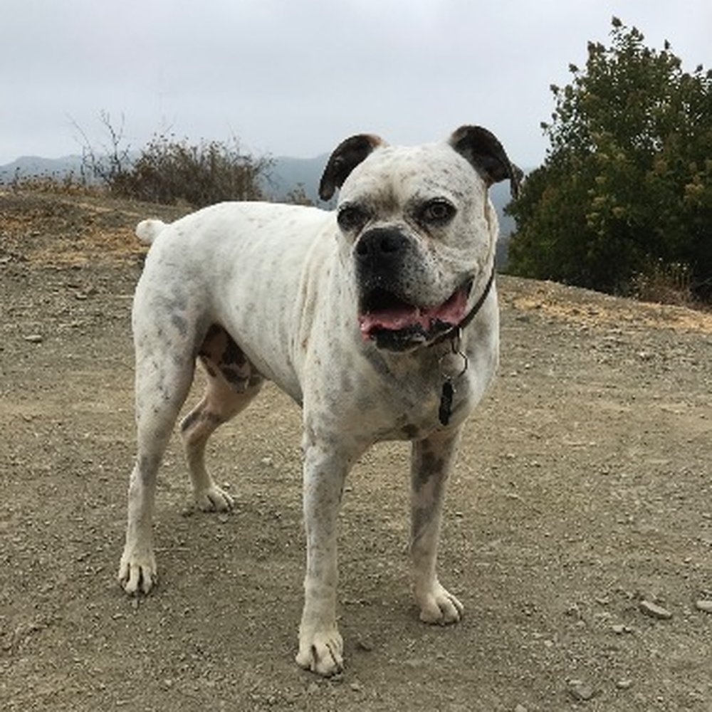 Doggie Bliss - He's getting his waist back! - Dog Walkers Near Me - Santa Monica, California Doggie Bliss - He's getting his waist back! - Dog Walkers Near Me - Santa Monica, California