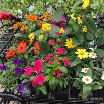 TLC Garden Centers - So many colors and different kinds of flowers to choose from! - Nurseries & Gardening Near Me - Oklahoma City, Oklahoma