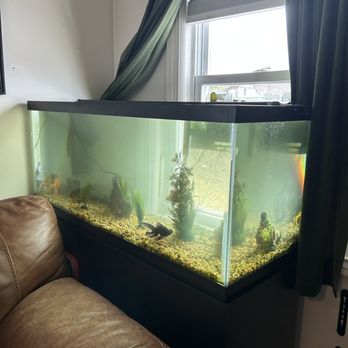 Curtis Aquatics - Customers tank. - Aquarium Services Near Me