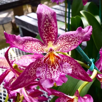 Kawamoto Orchid Nursery - Beallara (Bllra.) Marfitch 'Howard's Dream' AM/AOS - Nurseries & Gardening Near Me - Honolulu, Hawaii Kawamoto Orchid Nursery - Beallara (Bllra.) Marfitch 'Howard's Dream' AM/AOS - Nurseries & Gardening Near Me - Honolulu, Hawaii