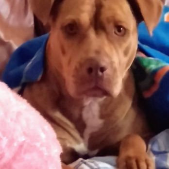 Emergency Pet Intensive Care - Our Lucy... - Emergency Pet Hospital Near Me - Temecula, California