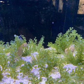 Glen Echo Park Aquarium - Aquariums Near Me - Glen Echo, Maryland