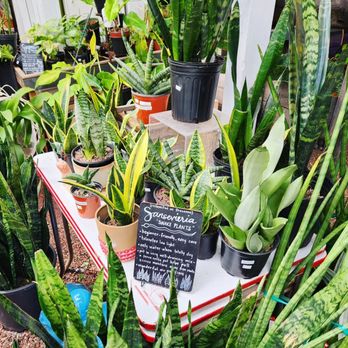 Myers Plants & Pottery - Wide selection of houseplants, rare plants, tropicals in the greenhouse - Nurseries & Gardening Near Me - Pelham, Alabama Myers Plants & Pottery - Wide selection of houseplants, rare plants, tropicals in the greenhouse - Nurseries & Gardening Near Me - Pelham, Alabama