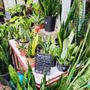 Photo of Myers Plants & Pottery