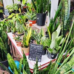 Myers Plants & Pottery - Wide selection of houseplants, rare plants, tropicals in the greenhouse