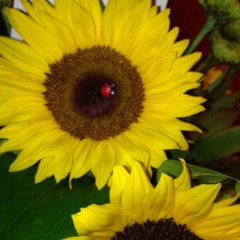 Mum's The Word - Plus it came with a little lady bug!!!! - Florists Near Me - Fullerton, California