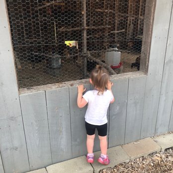 Emery Farm - Chickens! They also have goats and a bunny. - Coffee & Tea Near Me - Durham, New Hampshire Emery Farm - Chickens! They also have goats and a bunny. - Coffee & Tea Near Me - Durham, New Hampshire