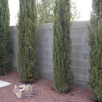 Plant Wise - a row of trees in front of a concrete wall - Landscaping Near Me Plant Wise - a row of trees in front of a concrete wall - Landscaping Near Me