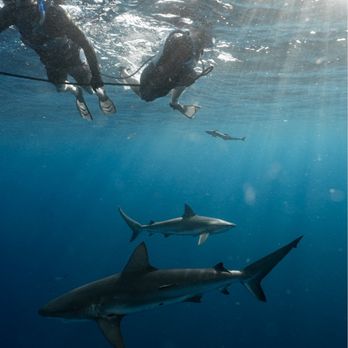 Florida Shark Diving - Diving Near Me - Jupiter, Florida