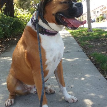 Socal Dogma - Dog Walkers Near Me Socal Dogma - Dog Walkers Near Me