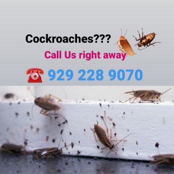 BEE-Z Pest Control - Got cockroaches? Call us for treatment. - Pest Control Near Me - Lincolndale, New York BEE-Z Pest Control - Got cockroaches? Call us for treatment. - Pest Control Near Me - Lincolndale, New York
