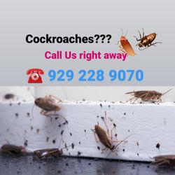 BEE-Z Pest Control - Got cockroaches? Call us for treatment.