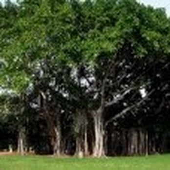 Lucas Tree Service - Tree Services Near Me - Atlantic Beach, Florida