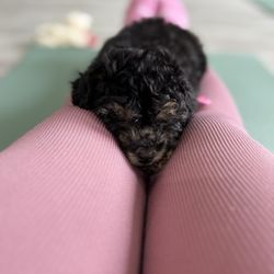 Lucky Pup Yoga